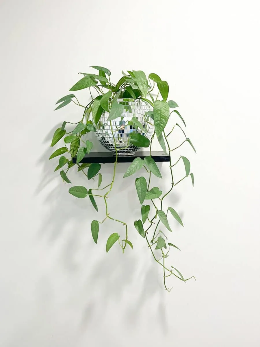 Pothos retombant avec feuillage vert dans un salon élégant