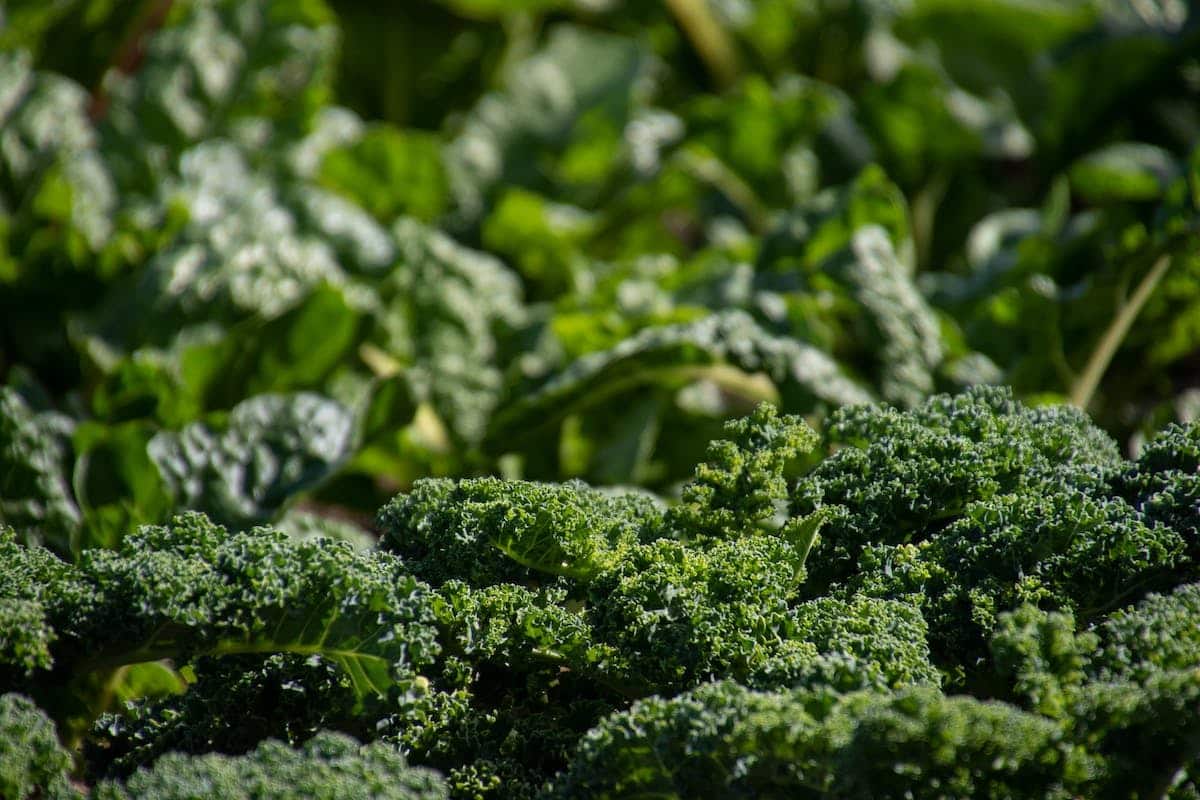 potager économie