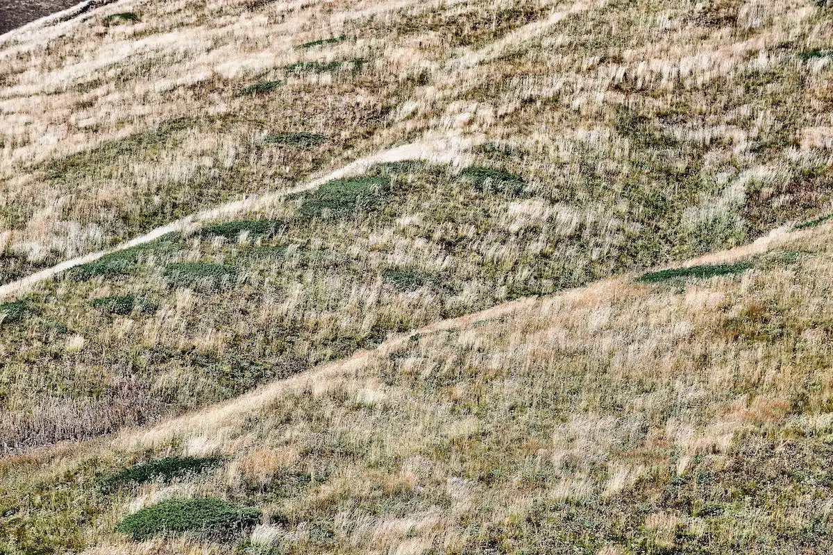 gazon endommagé