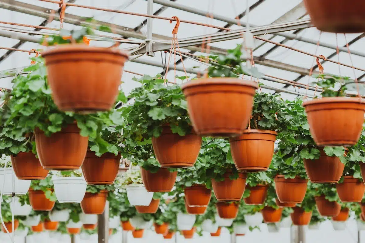 potager  balcon