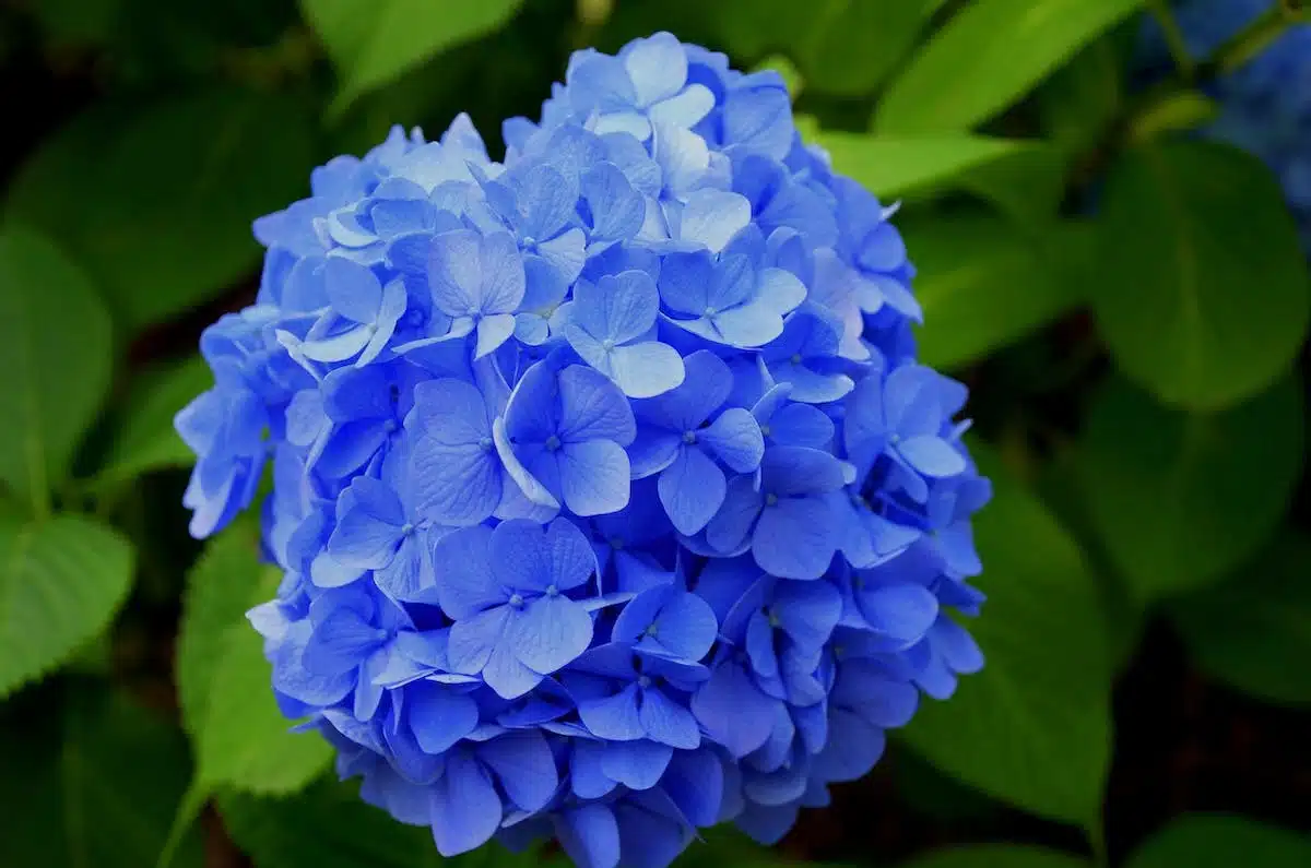 fleurs japonaises