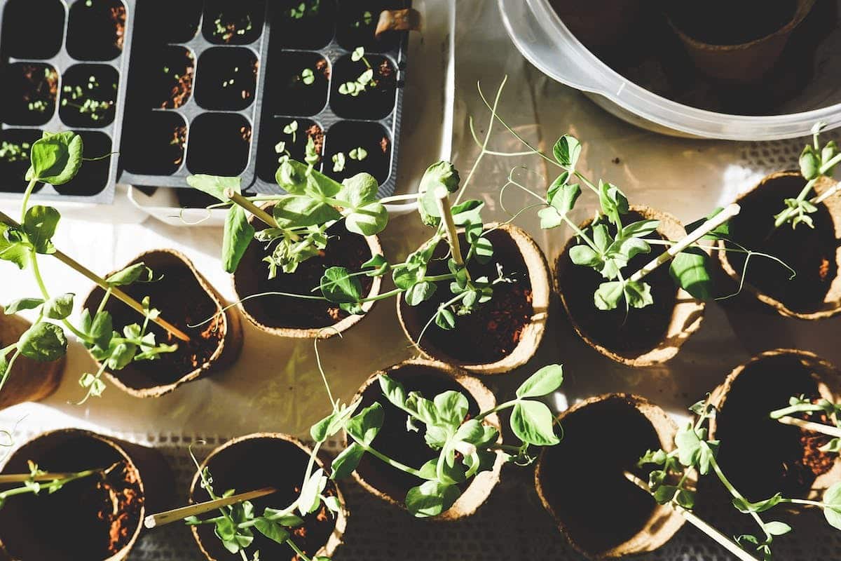 potager  ravageurs