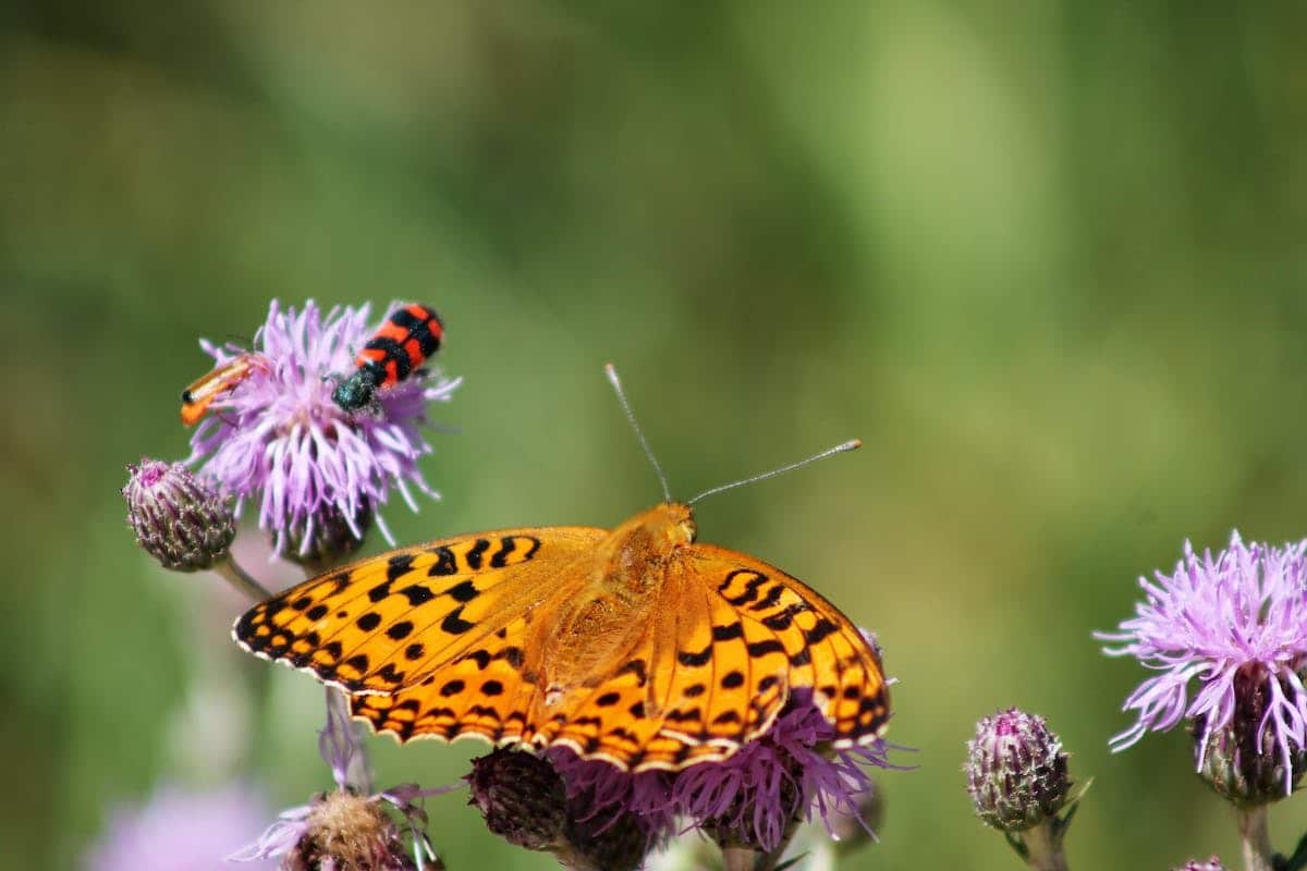 fleurs pollinisatrices