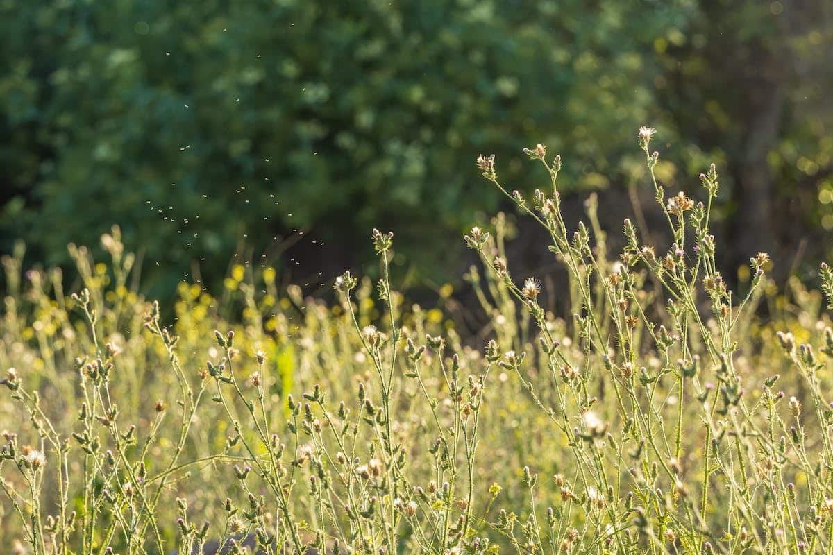 mauvaises herbes