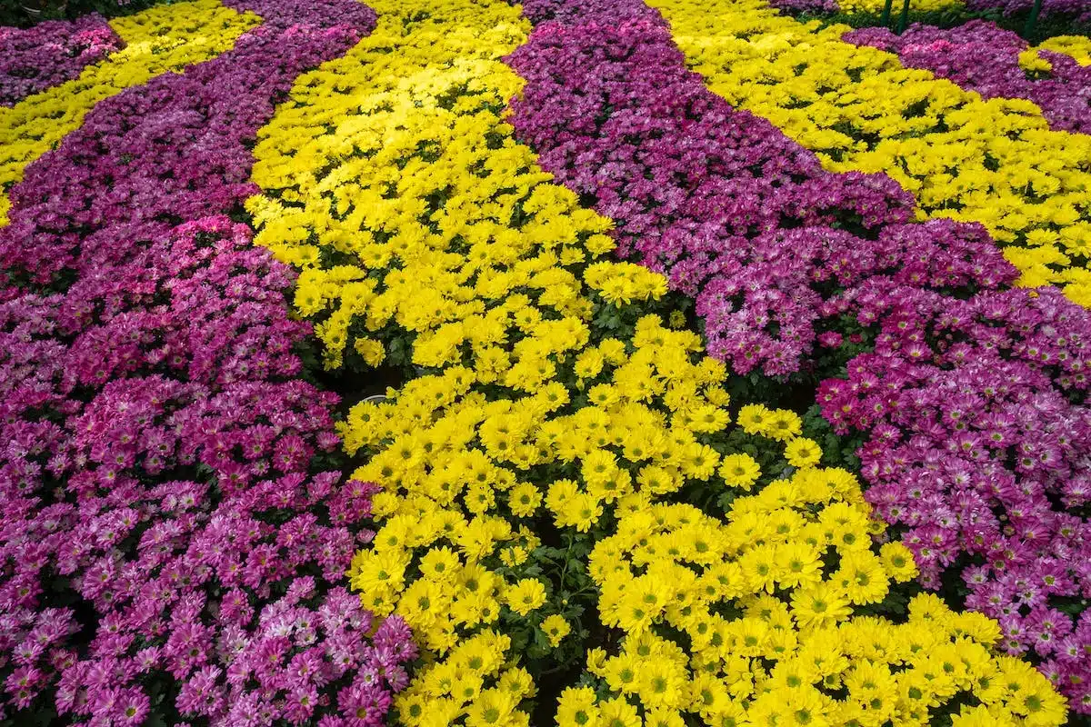 jardin aromatique