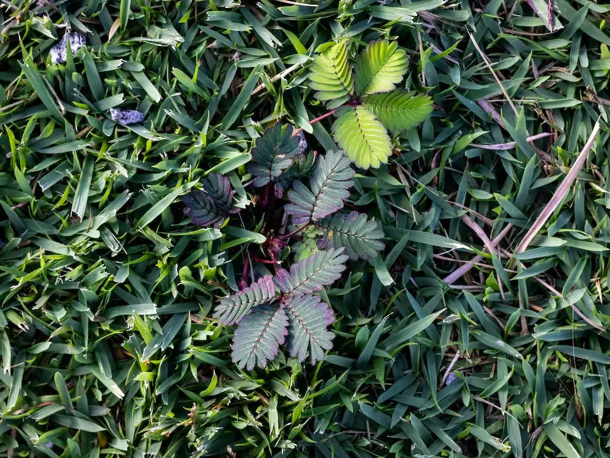 pelouse  mauvaises herbes