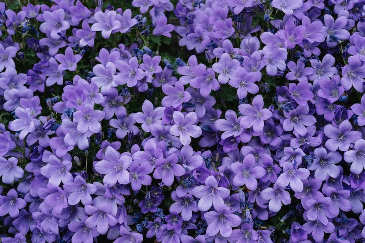 fleurs sécheresse