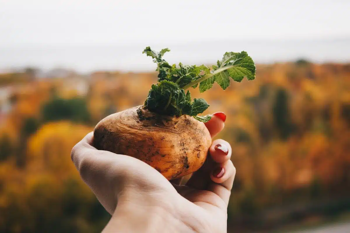 potager  démarrage