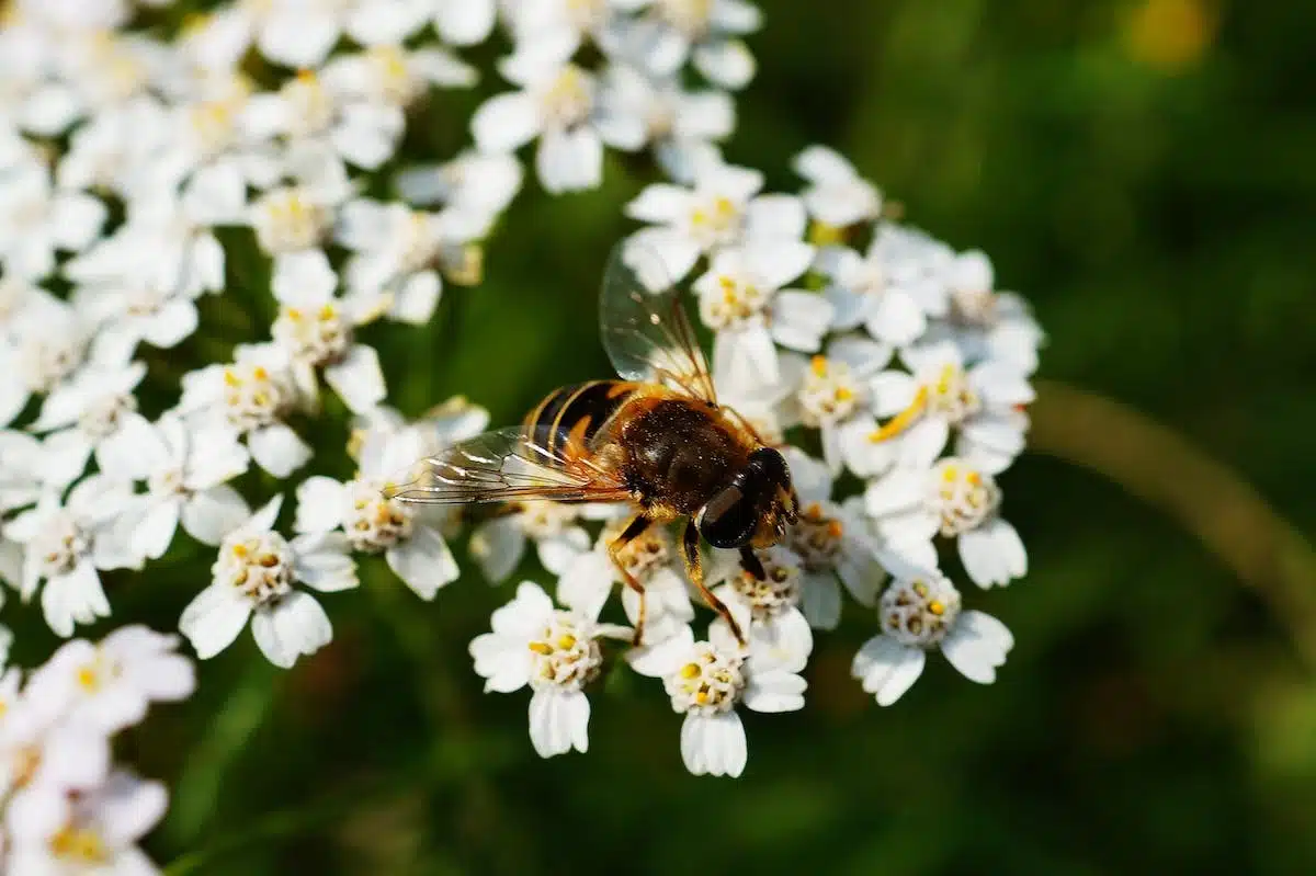 abeilles  fleurs