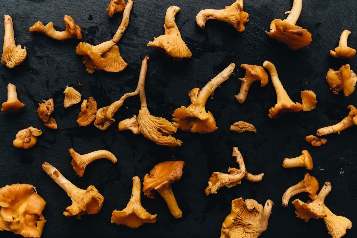 Chanterelle en tube comment l'identifier ? L'Esprit Nature