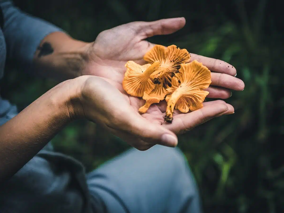 chanterelle  champignon