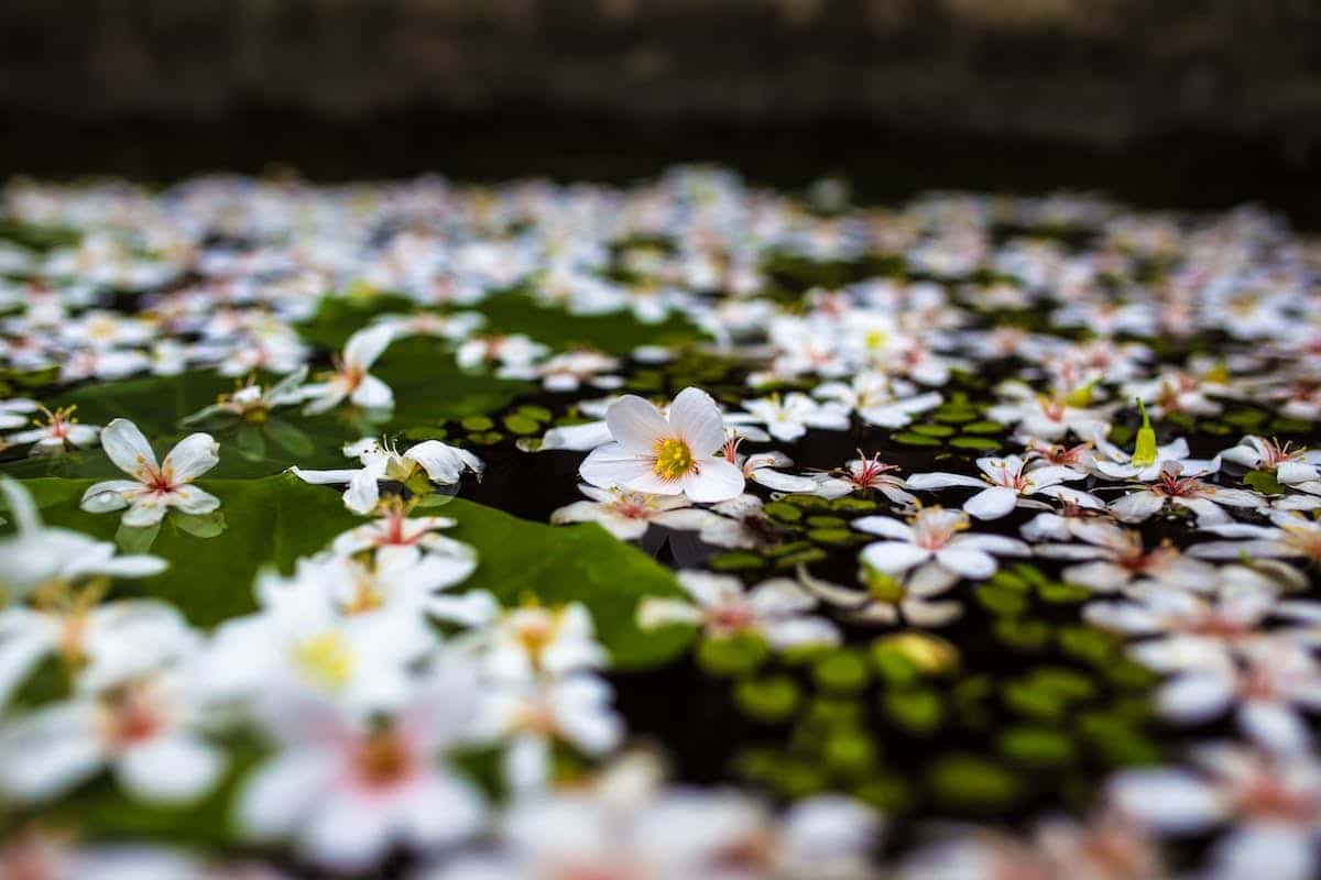 fleurs écologiques