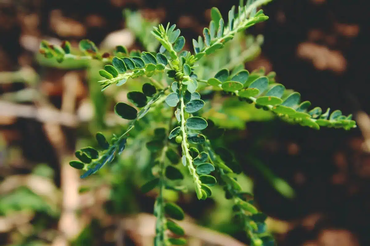 plantes médicinales