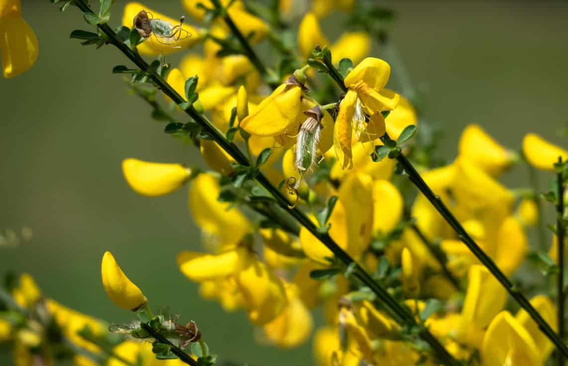 7 fleurs jaunes pour chaque saison ajoutez du soleil à votre jardin