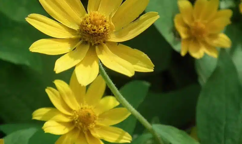 7 fleurs jaunes pour chaque saison ajoutez du soleil à votre jardin