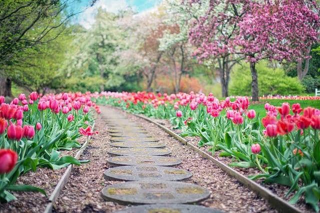 un champs de tulipes