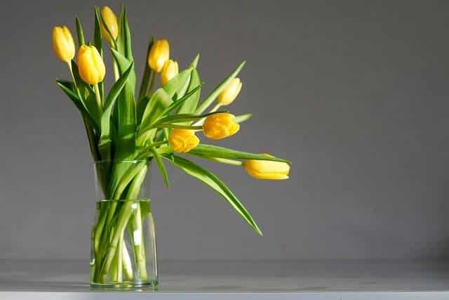 Entretien d'un bouquet de tulipes