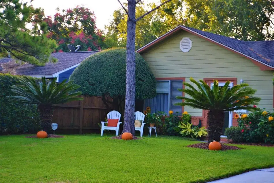 jardin d'une maison avec un palmier et une pelouse et des accessoires de jardin.