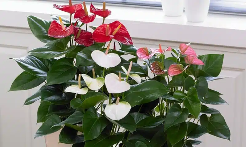 Anthurium votre intérieur avec une explosion de couleurs