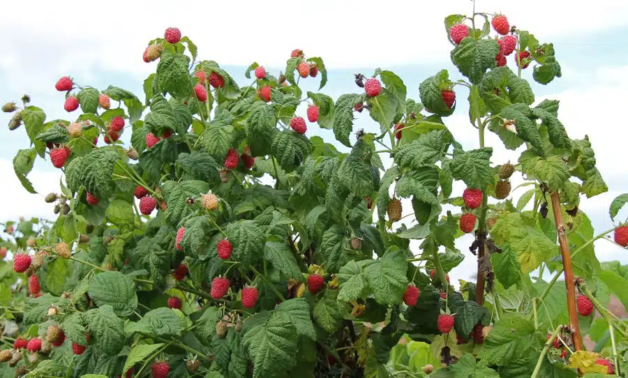 Apprenez à multiplier vos framboisiers grâce au bouturage