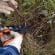 Apprenez à multiplier vos framboisiers grâce au bouturage