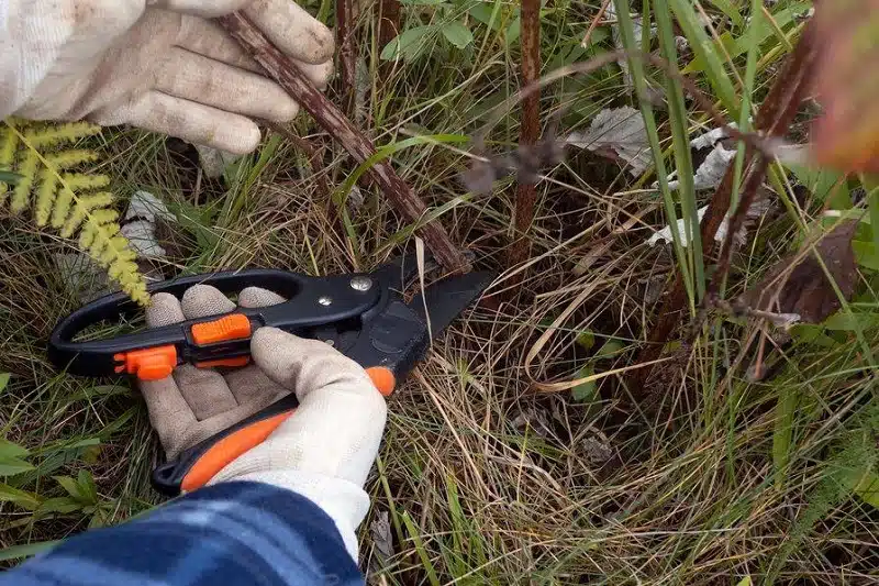 Apprenez à multiplier vos framboisiers grâce au bouturage