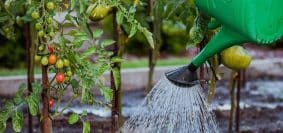 Arroser son jardin pendant la canicule ou en période de sécheresse