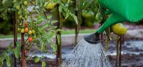 Arroser son jardin pendant la canicule ou en période de sécheresse