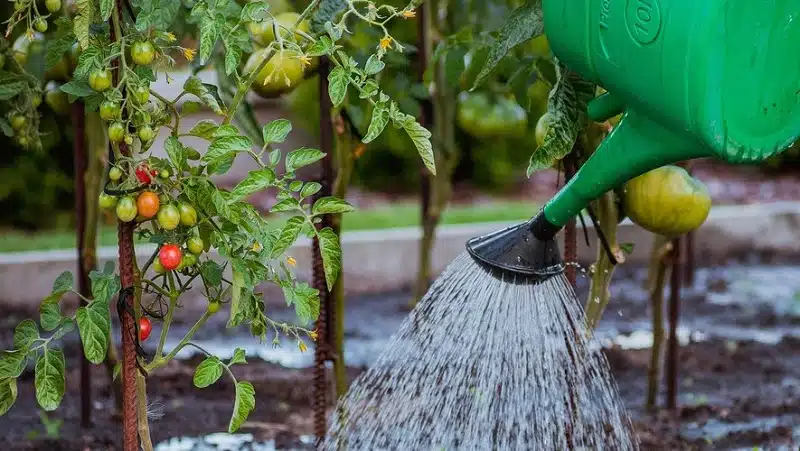 Arroser son jardin pendant la canicule ou en période de sécheresse