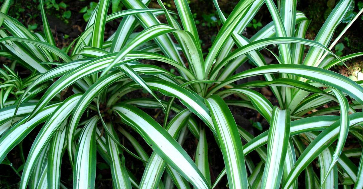 Chlorophytum, la plante araignée anti-pollution la cultiver chez vous