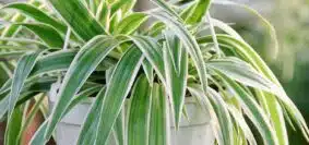 Chlorophytum, la plante araignée anti-pollution la cultiver chez vous