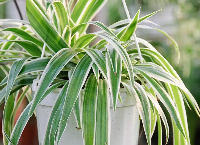 Chlorophytum, la plante araignée anti-pollution la cultiver chez vous