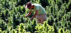 Comment cultiver les fleurs de CBD