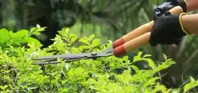 Conseils de taille pour les arbustes à feuilles persistantes