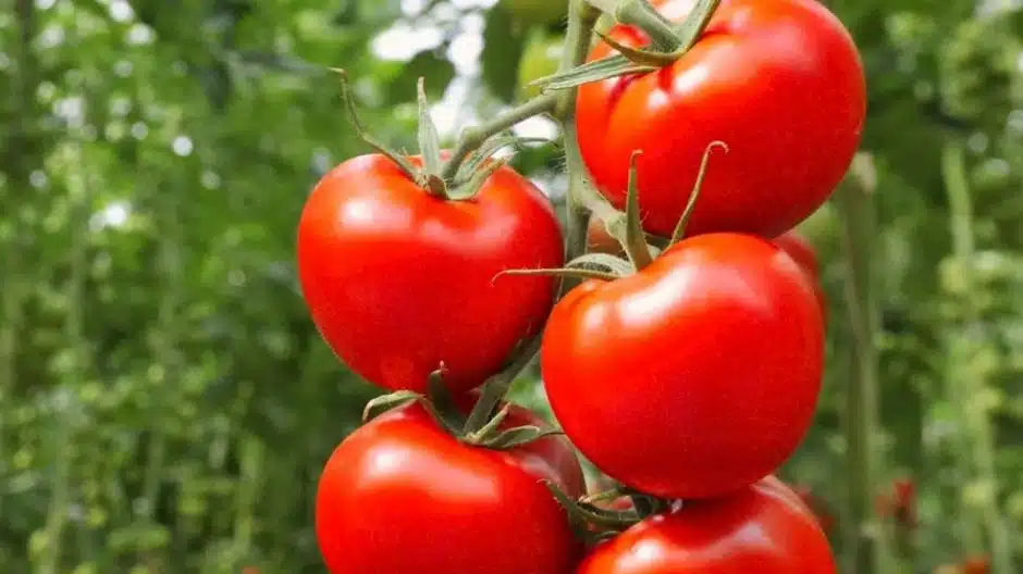 Cultiver des tomates comme un pro 10 astuces infaillibles pour ne jamais les rater