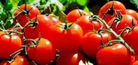 Cultiver des tomates comme un pro 10 astuces infaillibles pour ne jamais les rater