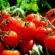 Cultiver des tomates comme un pro 10 astuces infaillibles pour ne jamais les rater