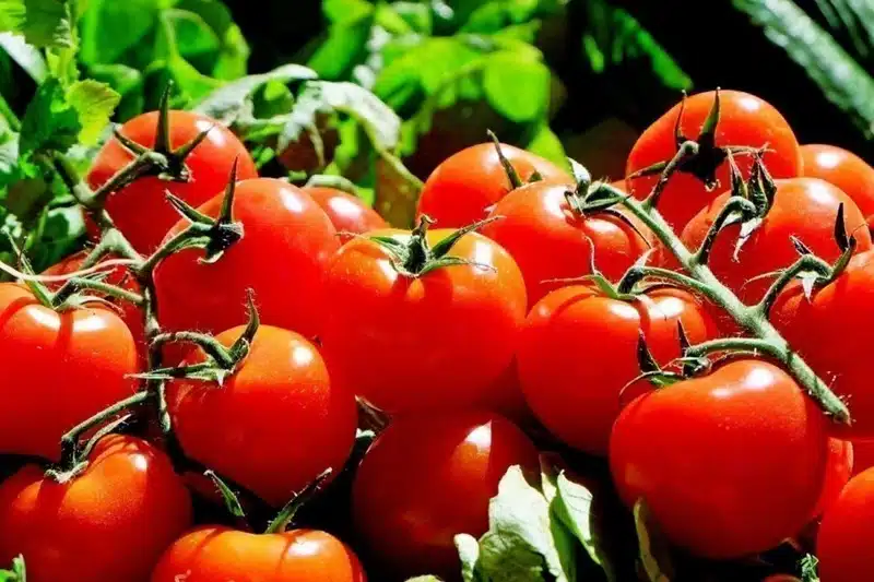 Cultiver des tomates comme un pro 10 astuces infaillibles pour ne jamais les rater