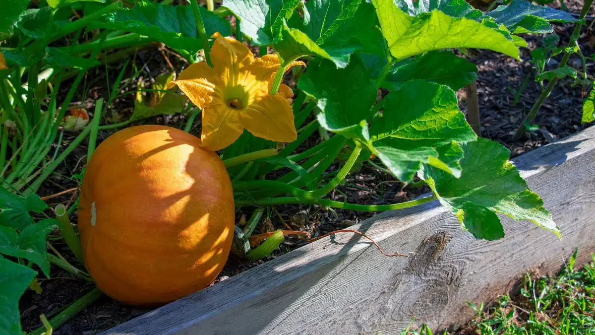 Cultiver la courge verte astuces et bénéfices pour votre jardin