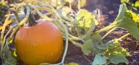 Cultiver la courge verte astuces et bénéfices pour votre jardin