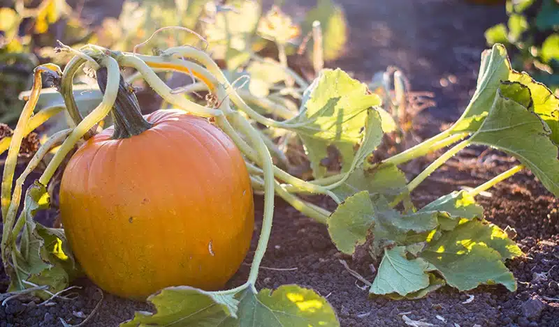 Cultiver la courge verte astuces et bénéfices pour votre jardin