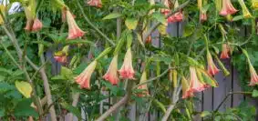 Datura notre guide d'entretien pour préserver sa beauté