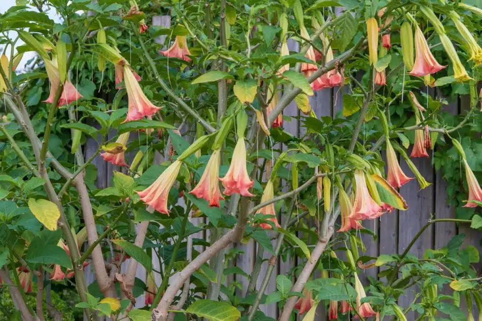 Datura notre guide d'entretien pour préserver sa beauté