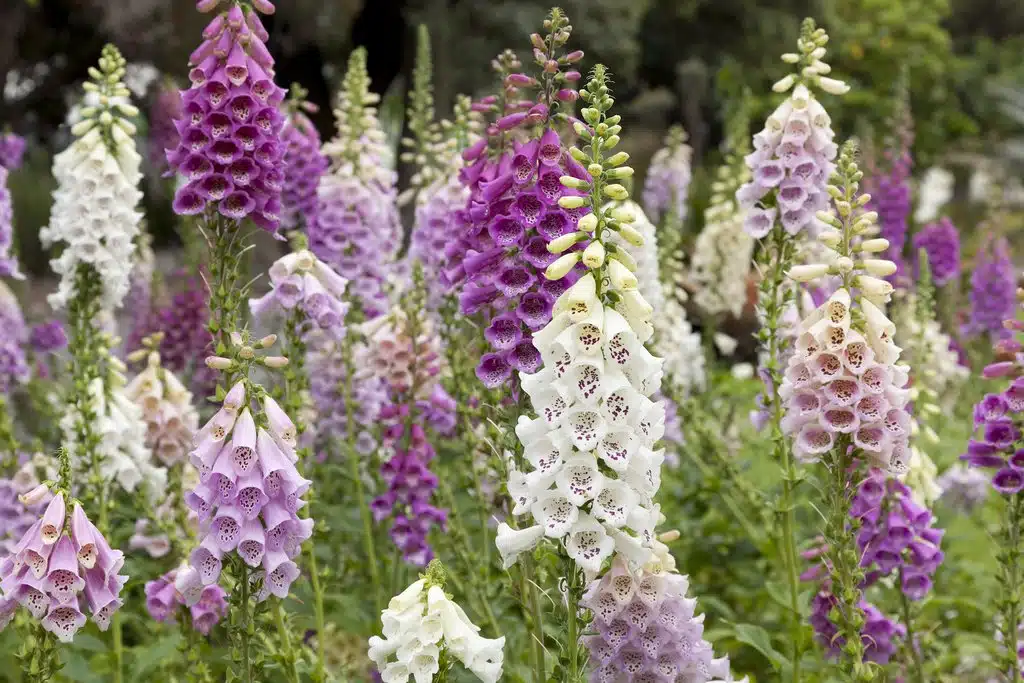 Digitale Pourpre la carte de route du jardinier pour une culture optimale