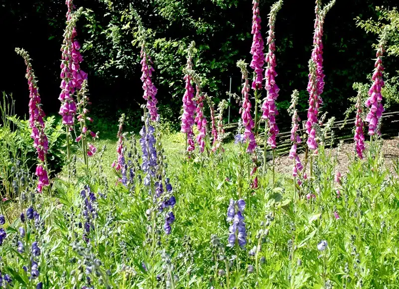 Digitale Pourpre la carte de route du jardinier pour une culture optimale