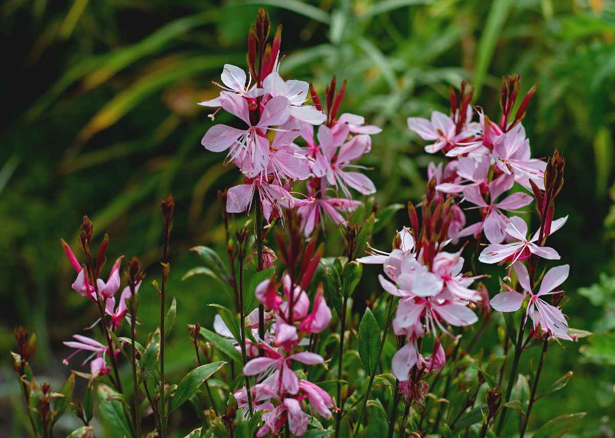 Fascinante Gaura fiche pratique pour apprécier sa culture en toute simplicité