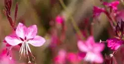 Fascinante Gaura fiche pratique pour apprécier sa culture en toute simplicité