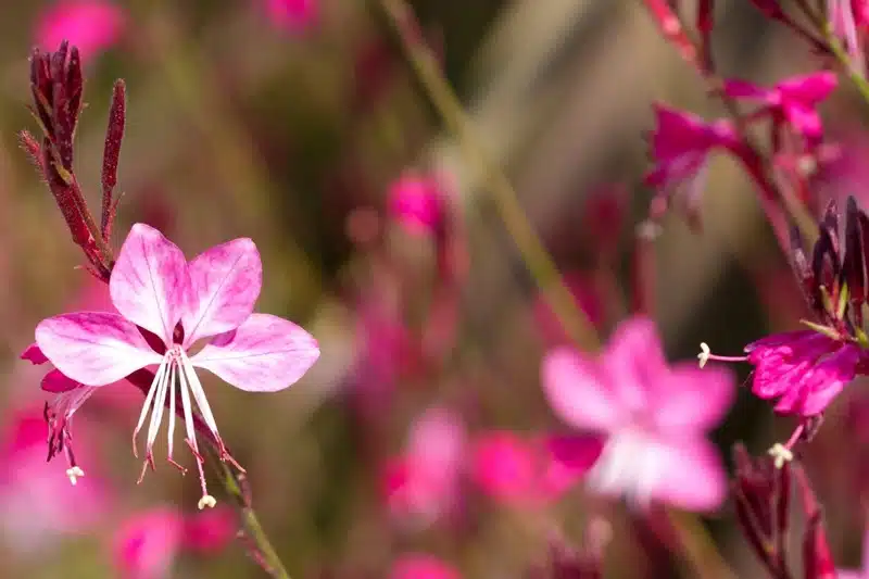 Fascinante Gaura fiche pratique pour apprécier sa culture en toute simplicité