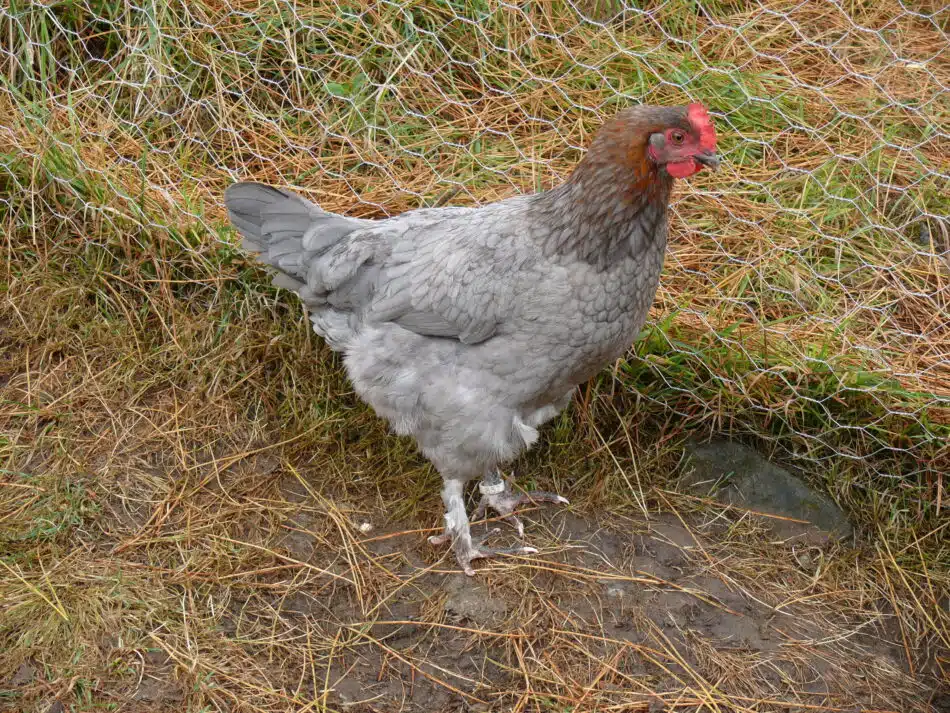 La poule Marans : caractère, ponte, la poule incontournable à tous niveaux !