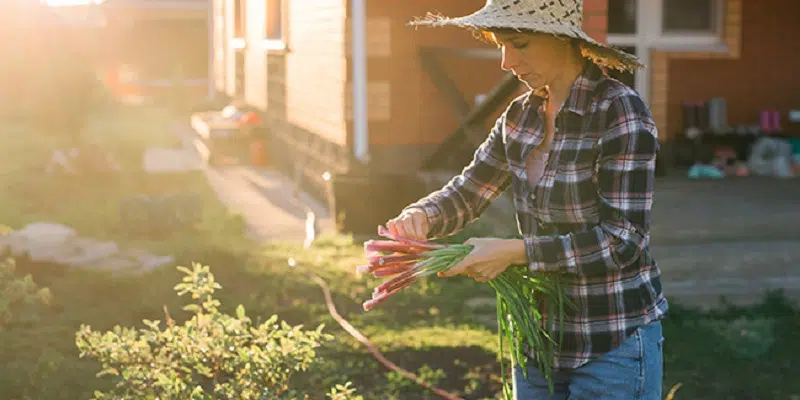 Les alternatives santés dans son jardin